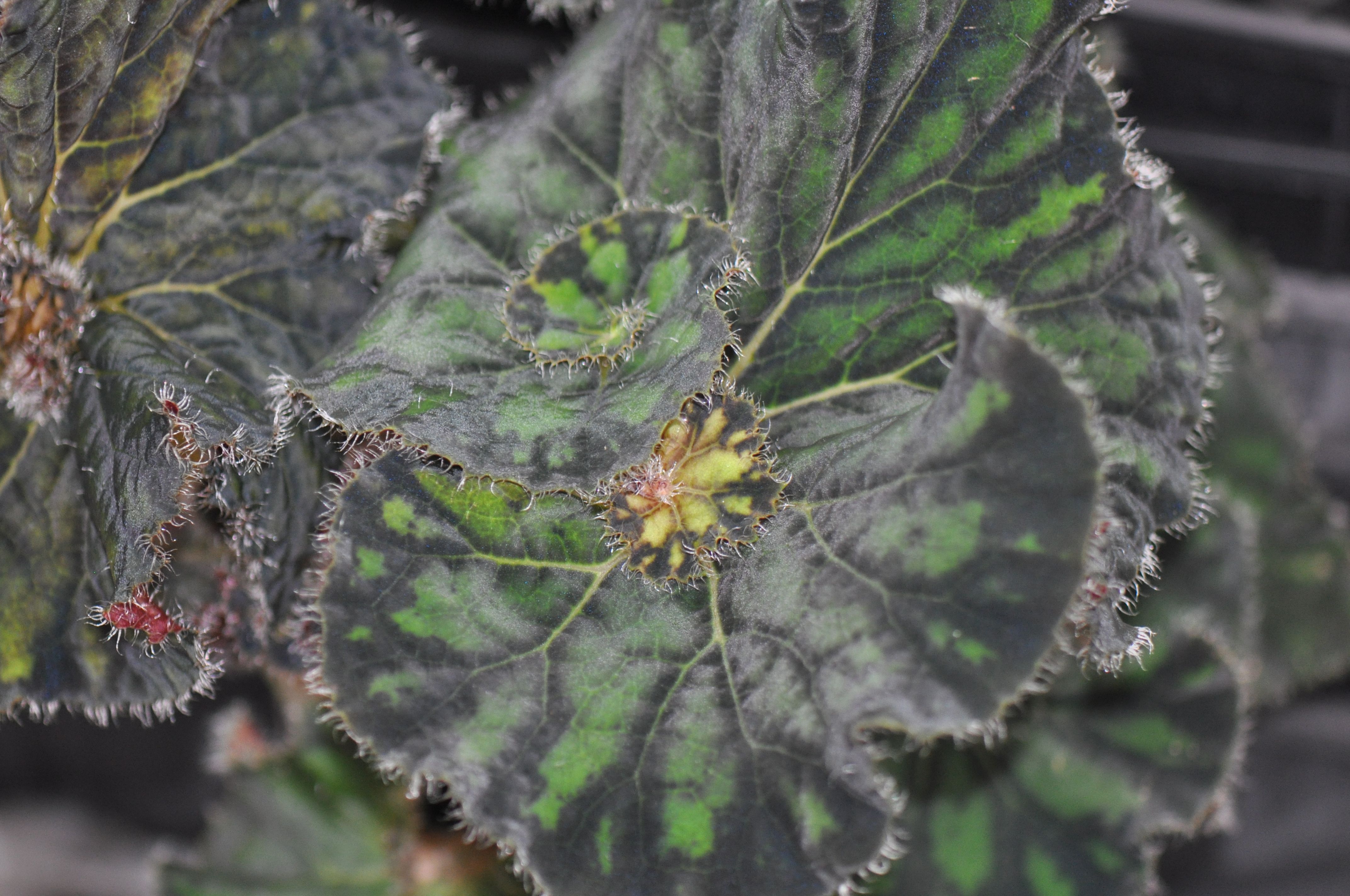 B. ‘Limbo Rock’